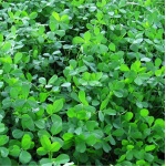 Alfalfa SW-8718