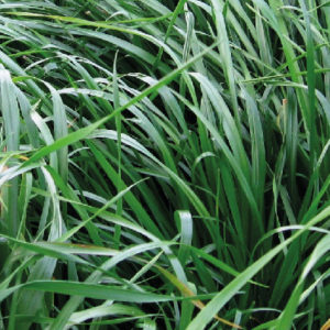 Rye Grass Híbrido Perenne Acrobat