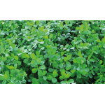 Alfalfa SW-8210