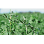 Alfalfa Cuf 101