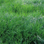 Rye Grass Perenne Amazon