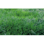 Rye Grass Perenne Amazon