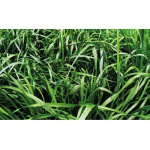 Rye Grass Anual Aubade