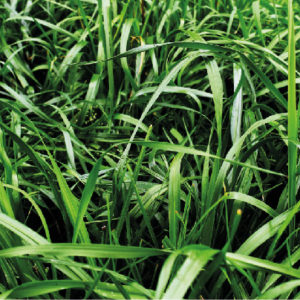 Rye Grass Anual Aubade