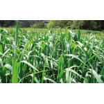 Avena Dorada Forrajera