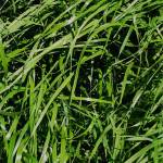 Rye Grass Híbrido Bison