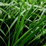 Rye Grass Híbrido Perenne Boxer
