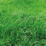 Rye Grass Italiano