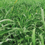 Rye Grass Anual Magnum