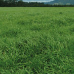 Rye Grass Bianual Max