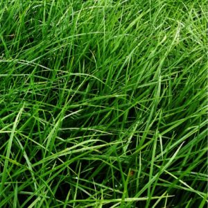 Rye Grass Ohau Certified