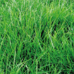 Rye Grass Perenne Pastoral