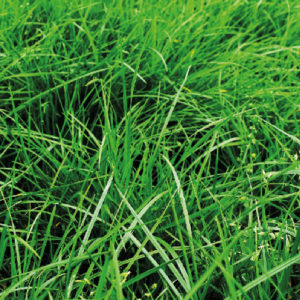 Rye Grass Prospect Certified