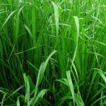 Rye Grass Híbrido Sabana