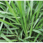 Brachiaria Dictyneura Humidicola Llanero