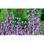 Salvia Oficinal