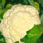 Coliflor Híbrido Nevada F1