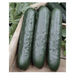 Pepino Híbrido Jaguar