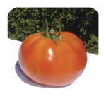 Tomate Chonto Santa Cruz