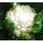 Coliflor Snow Ball