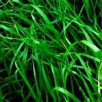 Rye Grass Baqueano
