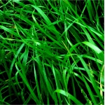 Rye Grass Baqueano