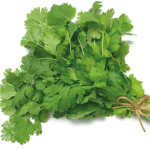 Cilantro Long Standing (Hoja Ancha)