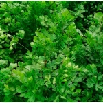 Cilantro Slow Bolt