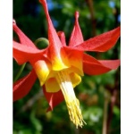 Aquilegia Aguileda Espolones