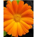 Calendula Officinalis Naranja