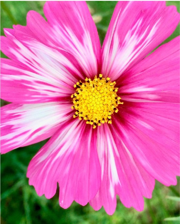 Cosmos de Flor Gigante Variada – IMPULSEMILLAS