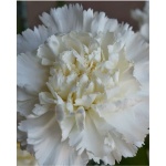 Dianthus Clavel Gigante Blanco