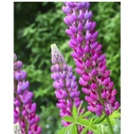 Lupinus Altramuz Lupino Vivaz Mezcla