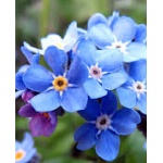 Myosotis no me Olvides Azul