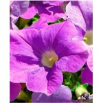 Petunia Enana Azul Violeta