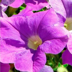 Petunia Enana Azul Violeta
