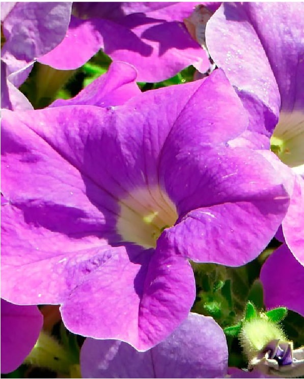 Petunia Enana Azul Violeta – IMPULSEMILLAS
