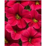 Petunia Enana Fire Chief Rojo