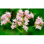 Valeriana