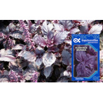 Albahaca Morada