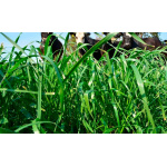 Rye Grass Anual Jivet