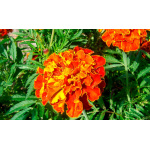 Tagetes Clavel de la India Enano