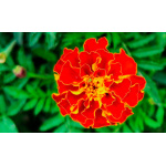 Tagetes Pátula Rusty Rojo