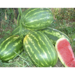 SANDIA HIBRIDA CATIRA