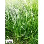 Rye Grass Perenne Mathilde